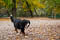 Bernese mountain dog walking through the park.